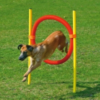 Cerceau agility